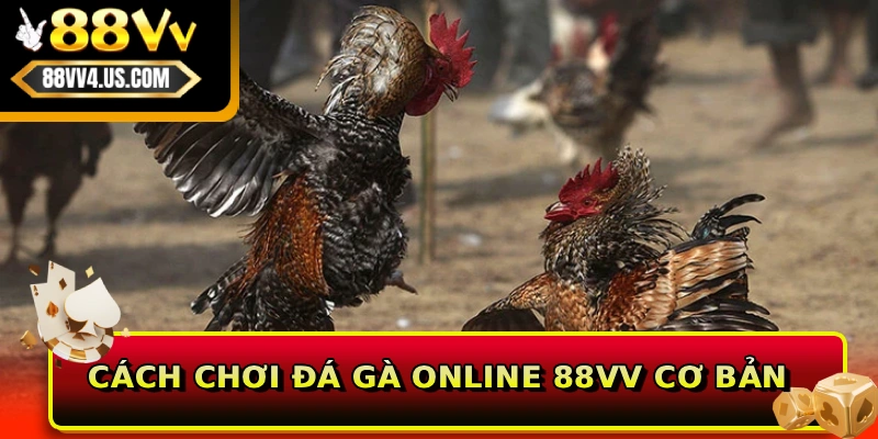 Cách chơi đá gà online 88VV cơ bản